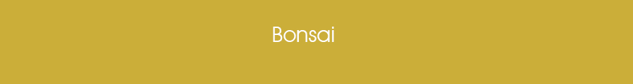 Bonsaix.jpg