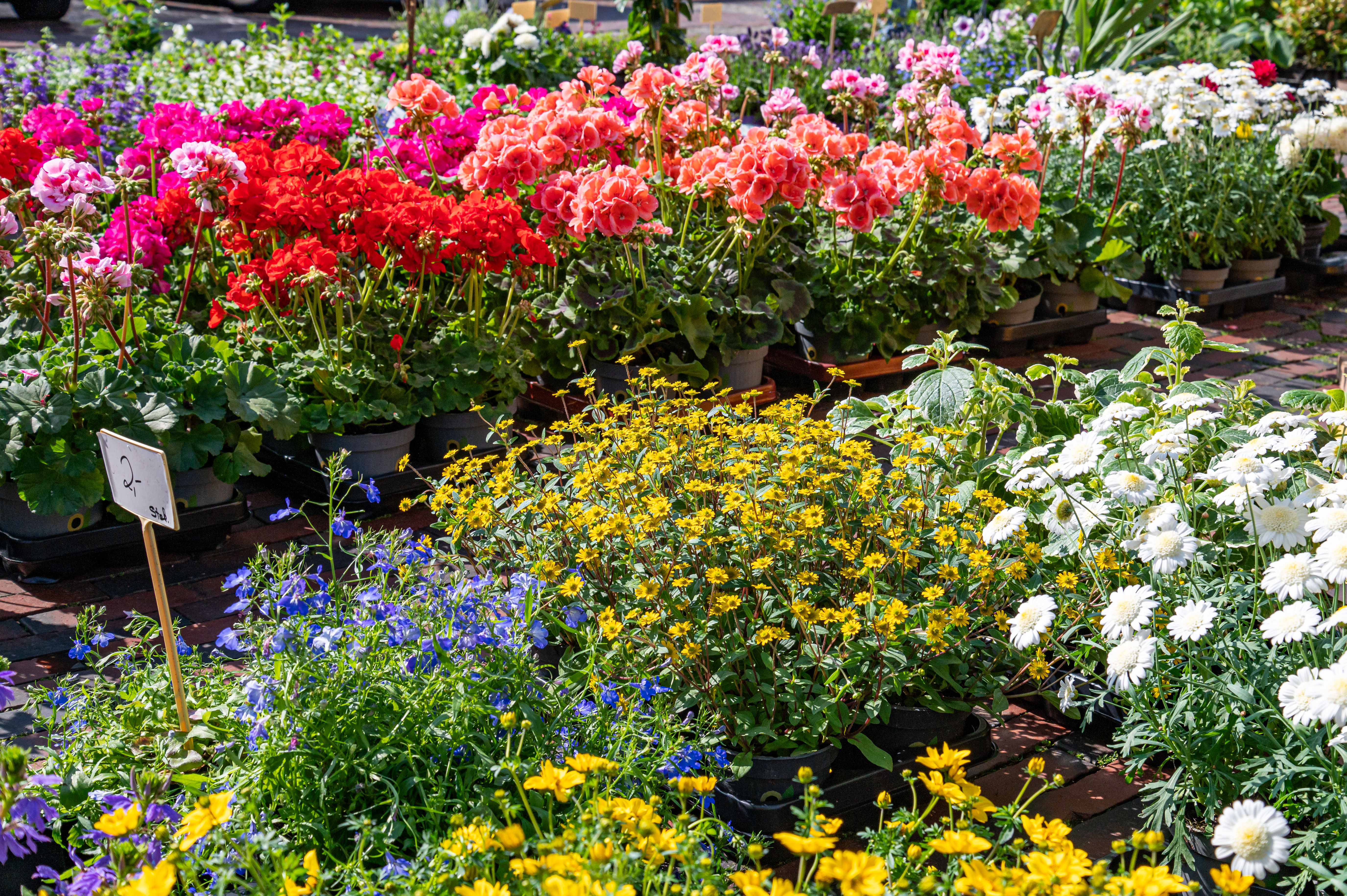 Blumen von Schollau auf dem Lingener Wochenmarkt