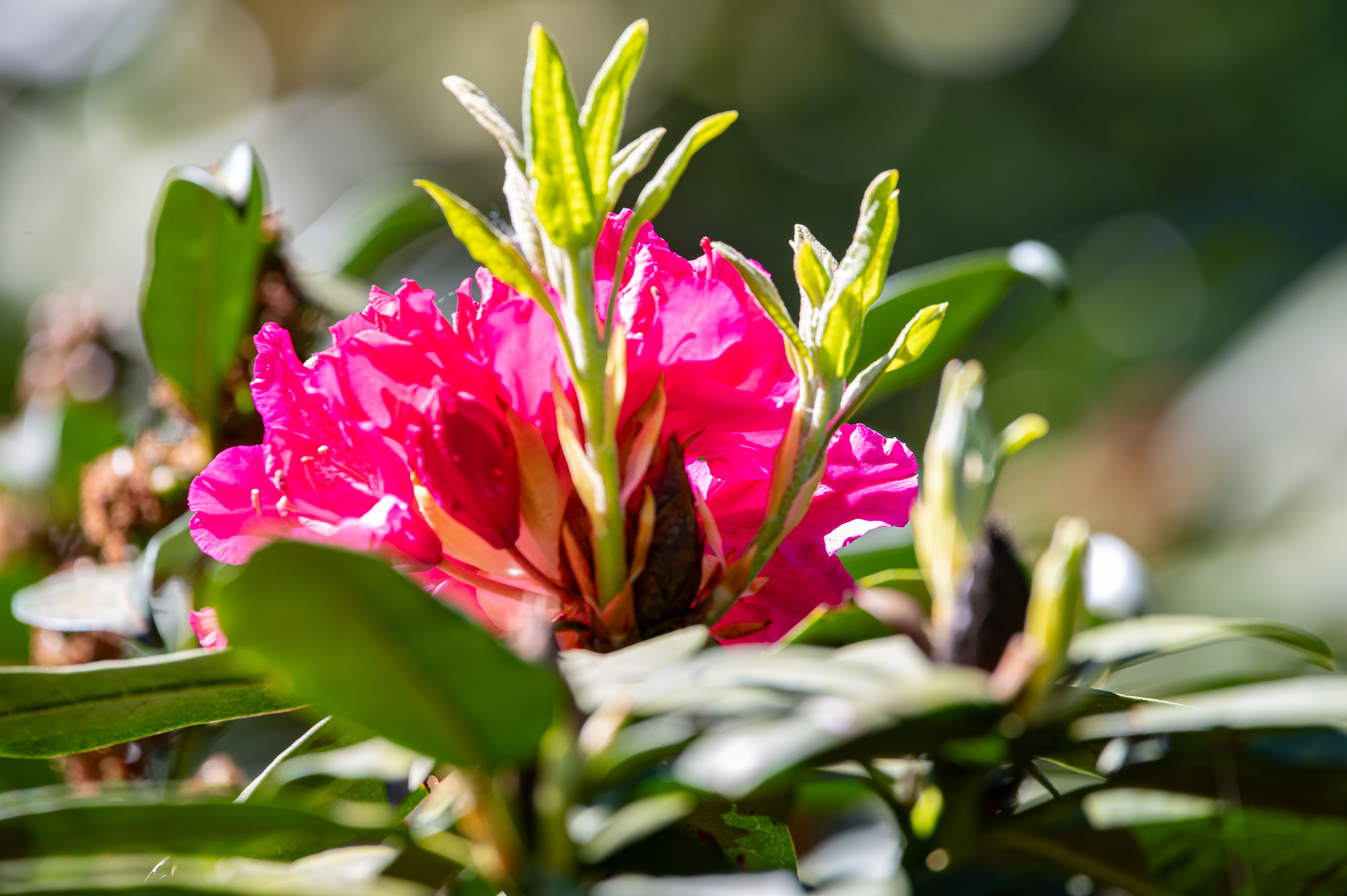 Blumengestecke und Kränze