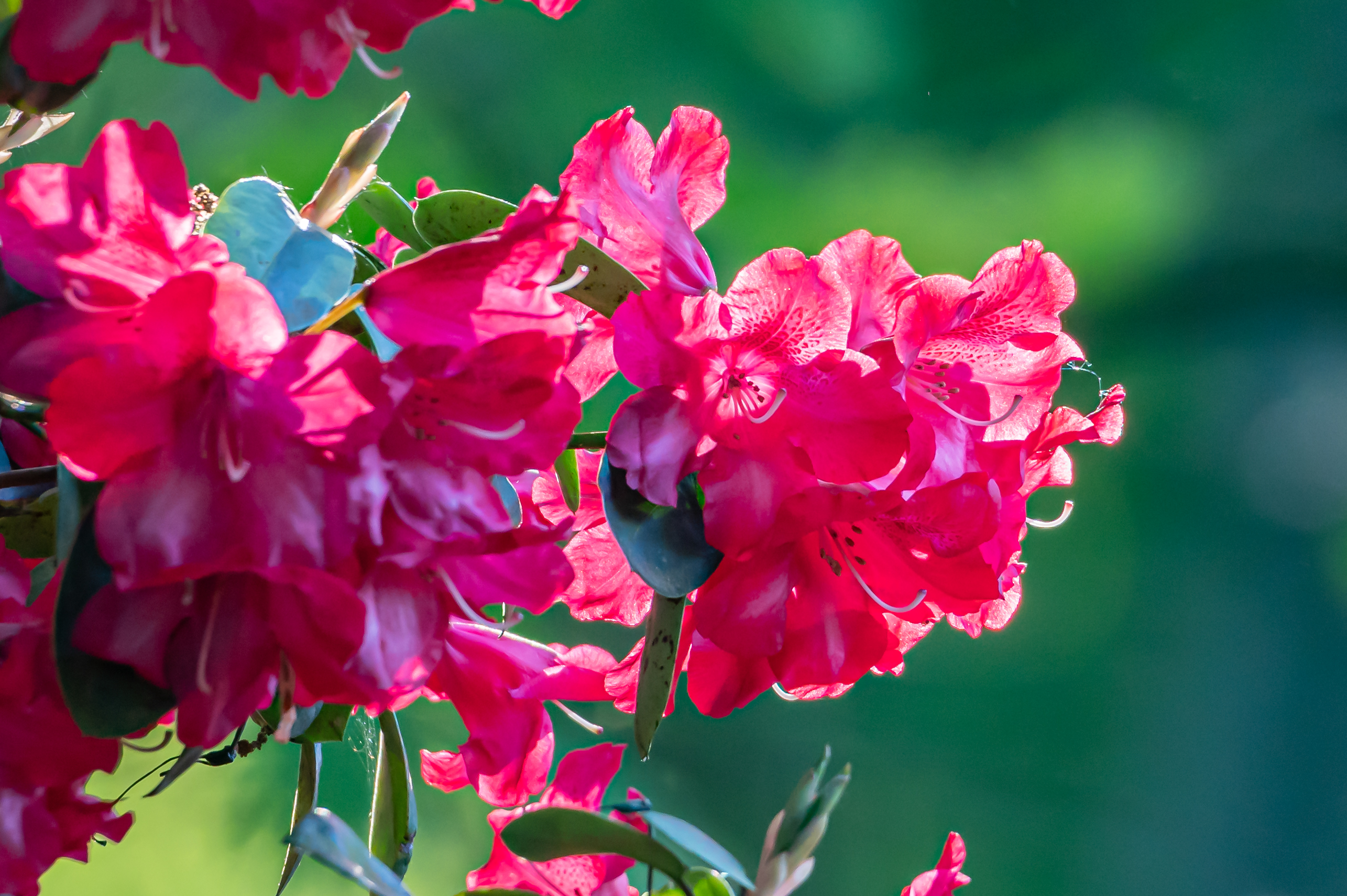 Blumen Gestecke und Kränze von Schollau